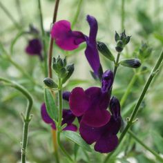 purple flowers are growing in the grass