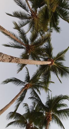 looking up at the tops of palm trees