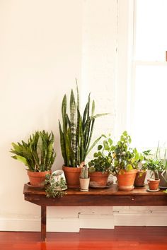 several houseplants are arranged on a table in front of a window