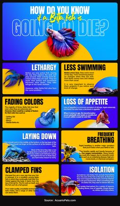 Most Common Betta Fish Signs Before They Die What Fish Can Live With Bettas, Beta Fish Care, Betta Fish Tank Ideas, Blue Tongue Skink, Fish Feed