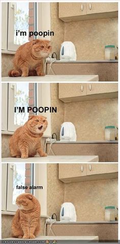 an orange cat sitting on top of a kitchen counter next to a sink with the caption i'm poopin