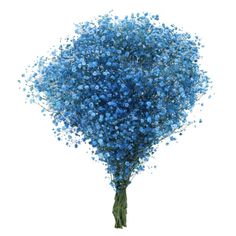 Blue Gypsophila, Gypsophila Bouquet, Cute House, Sam's Club, Elegant Flowers, Flower Farm, Types Of Flowers, How To Preserve Flowers, Pharmacy