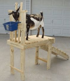 a goat standing on top of a wooden chair