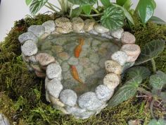 there is a fish pond in the middle of some rocks and grass with plants growing out of it