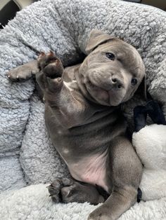 a puppy is laying on top of a stuffed animal