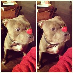 two pictures of a dog with a strawberry in its mouth and on his nose, sitting next to a pair of red socks