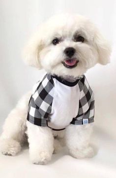 a small white dog wearing a black and white checkered shirt sitting on a white background