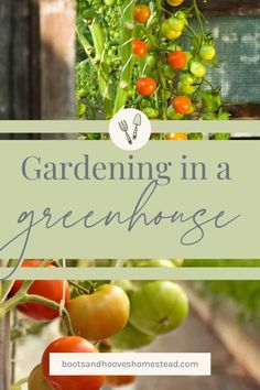 tomatoes growing in a greenhouse with text overlay that reads gardening in a green house