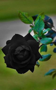 a black rose with green leaves in the foreground