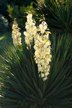 some white flowers are growing in the grass