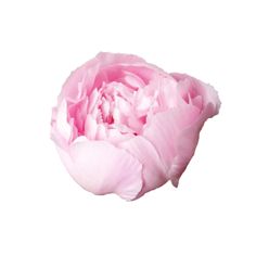 a large pink flower on a white background