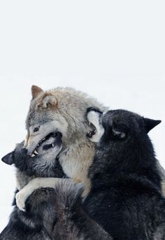 three wolfs playing with each other in the snow