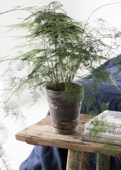 a potted plant sitting on top of a wooden table