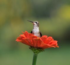 a hummingbird sitting on top of a red flower