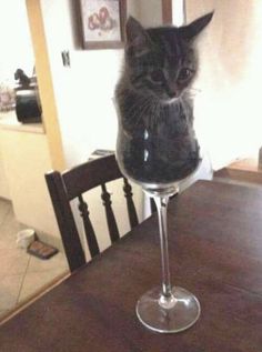 a cat is sitting in a wine glass on the dining room table looking at the camera