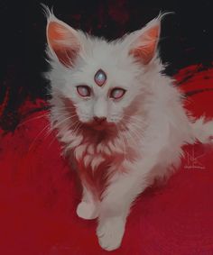 a white kitten with blue eyes sitting on a red surface