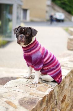 a dog wearing a sweater sitting on top of a stone wall