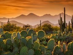 the sun is setting in the desert with many cacti and mountains behind it