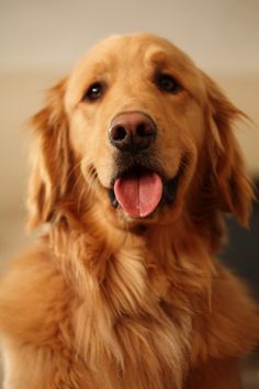 a close up of a dog with its tongue out