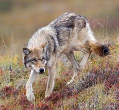 a wolf walking across a grass covered hillside