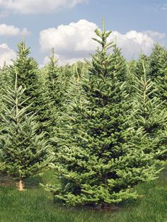 Evergreen Forest Photography Backdrop - Lush evergreen forest photography backdrop with vibrant green trees and a soft blue sky. Tree Farm Photography, Farm Backdrop, Forest Backdrop, Farm Photography, Evergreen Forest, Christmas Backdrops, Rustic Outdoor, Forest Photography, Evergreen Trees