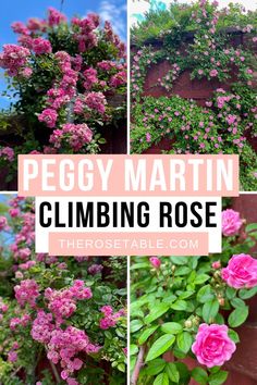 some pink flowers are growing on the side of a building and there is text overlay that reads peggy martin climbing rose