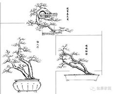 three bonsai trees are shown in different stages of growth