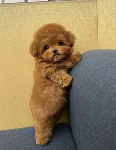 a small brown dog sitting on top of a blue couch