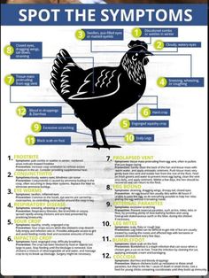 a poster with some information about the different types of chickens and their names on it