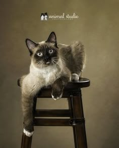 a siamese cat sitting on top of a wooden stool with its front paws up