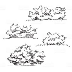 trees and bushes are drawn in black ink