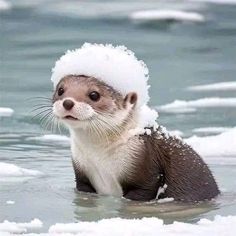 an otter wearing a santa hat in the water with snow on its head and paws