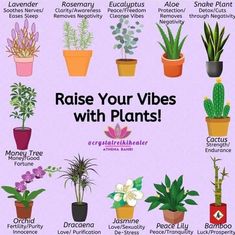 a poster with different types of plants in pots and the words raise your vibes with plants