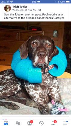 a dog with a blue pillow on its back