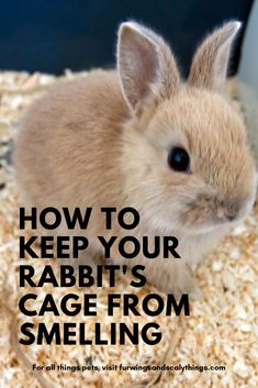 a small brown rabbit sitting on top of a pile of hay with the words how to keep your rabbits cage from smelling