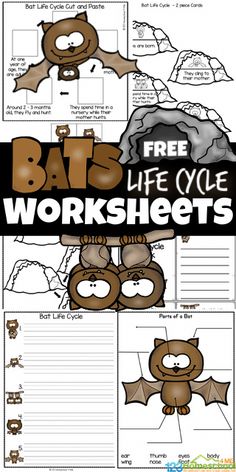 bats life cycle worksheets for kids to help them learn how to write and draw