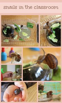 snails in the classroom are getting ready to eat their own food and drink them