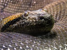 a close up view of a snake's head on a mesh surface with water droplets