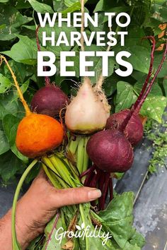 a person holding up some beets in their hand with the words when to harvest, harvest