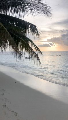 a palm tree hanging over the ocean next to a beach with boats in the distance