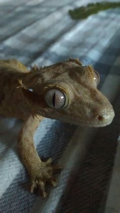 a gecko sitting on top of a wooden table