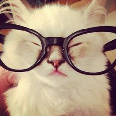 a white cat with glasses on it's head and its eyes are half closed