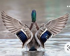 a duck flapping its wings in the water