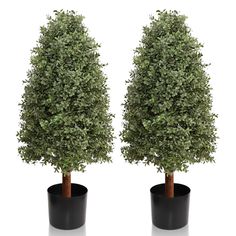 two small trees in black pots on a white background