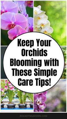 the words keep your orchids blooming with these simple care tips