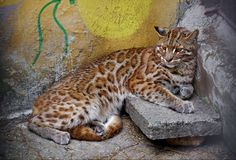 a cat laying on top of a stone slab next to a yellow wall with graffiti