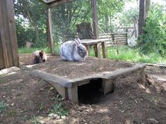 a rabbit is sitting on top of a concrete block in the dirt near another bunny