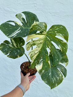 Monstera Thai Constellation - Dade Plant Co Frozen Plants, Monstera Thai Constellation, Thai Constellation, Plants Are Friends, Inside Plants, Monstera Plant, Nature Plants, Plant Mom, New Leaf