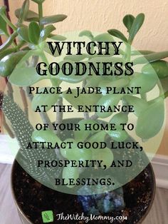 Green Witchcraft, Jade Plant, Witch Garden, Witchcraft For Beginners, Witch Magic, Jade Plants