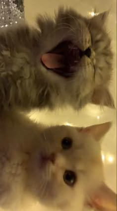 two kittens are laying down in the bathroom sink and one is sticking its tongue out